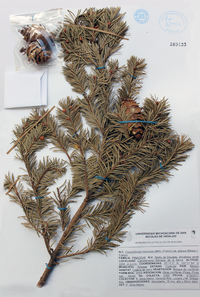 Pseudotsuga menziesii